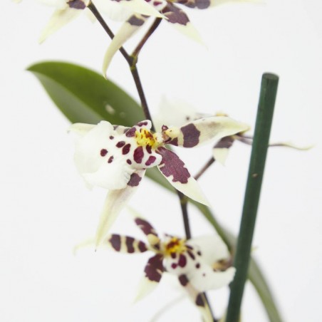 BRASSIA 2 TALLOS MACETA 12CM