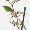 BRASSIA 2 TALLOS MACETA 12CM