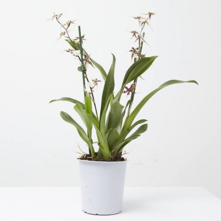 BRASSIA 2 TALLOS MACETA 12CM