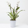 BRASSIA 2 TALLOS MACETA 12CM