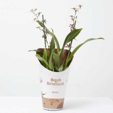 BRASSIA 2 TALLOS MACETA 12CM