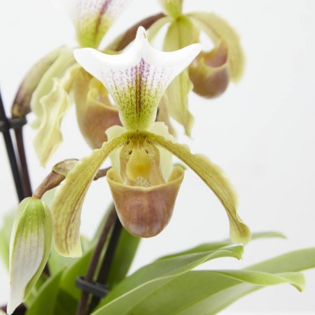 PHAPIOPEDILUM WHITE 1TALLO MACETA 12CM
