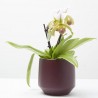 PHAPIOPEDILUM WHITE 1TALLO MACETA 12CM