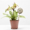 PHAPIOPEDILUM WHITE 1TALLO MACETA 12CM