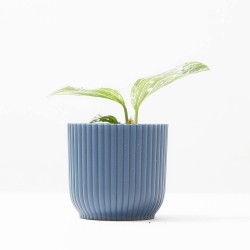 AGLAONEMA TOMS PRIDE M-6