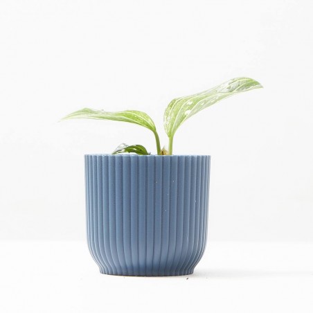 AGLAONEMA TOMS PRIDE M-6