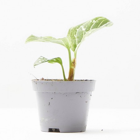 AGLAONEMA TOMS PRIDE M-6