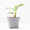 AGLAONEMA TOMS PRIDE M-6