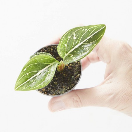 AGLAONEMA TOMS PRIDE M-6