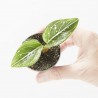 AGLAONEMA TOMS PRIDE M-6