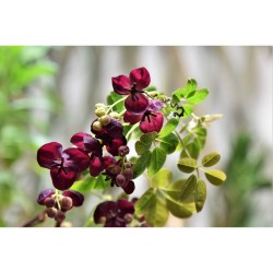 AKEBIA QUINATA 4L PIRAMIDAL