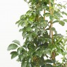AKEBIA QUINATA 4L PIRAMIDAL