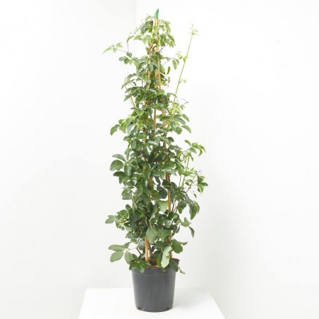 AKEBIA QUINATA 4L PIRAMIDAL