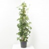 AKEBIA QUINATA 4L PIRAMIDAL