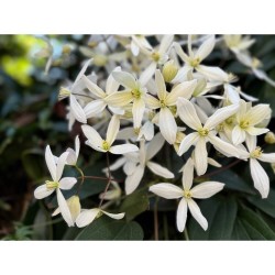 CLEMATIS ARMANDII MACETA 5L