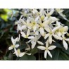 CLEMATIS ARMANDII MACETA 5L