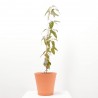 CLEMATIS ARMANDII MACETA 5L