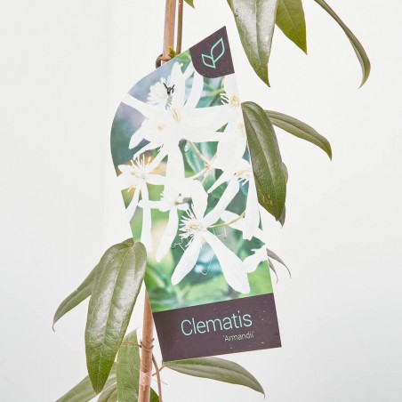 CLEMATIS ARMANDII MACETA 5L
