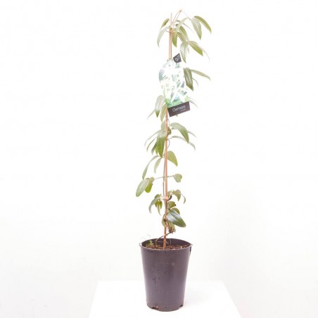 CLEMATIS ARMANDII MACETA 5L