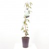CLEMATIS ARMANDII MACETA 5L