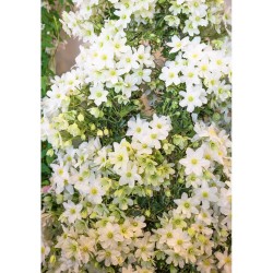 CLEMATIS AVALANCHE 4L ESPALDERA