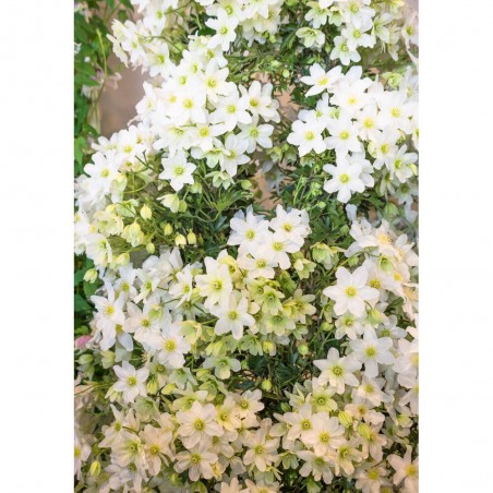 CLEMATIS AVALANCHE 4L ESPALDERA