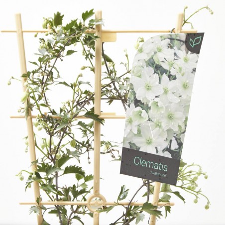 CLEMATIS AVALANCHE 4L ESPALDERA