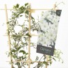 CLEMATIS AVALANCHE 4L ESPALDERA