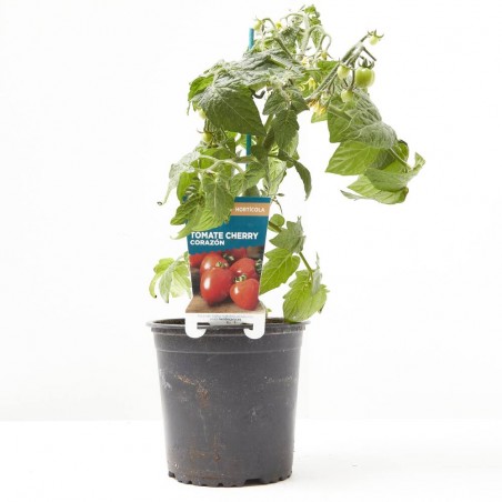 TOMATE CHERRY CORAZÓN MACETA 13CM VERDECORA