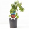 TOMATE CHERRY CORAZÓN MACETA 13CM VERDECORA