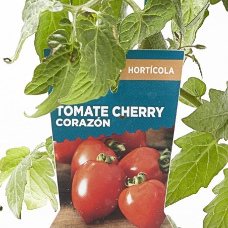 TOMATE CHERRY CORAZÓN MACETA 13CM VERDECORA