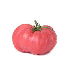TOMATE ROSA EN MACETA