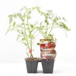 TOMATE CHERRY MORENITO X4 INJERTADO
