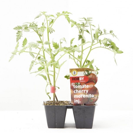 TOMATE CHERRY MORENITO X4 INJERTADO