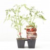 TOMATE CHERRY MORENITO X4 INJERTADO