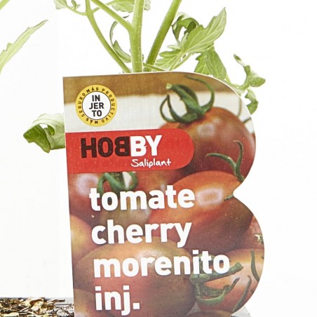 TOMATE CHERRY MORENITO X4 INJERTADO
