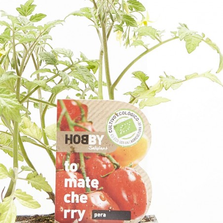TOMATE CHERRY PERA X6