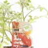 TOMATE CHERRY PERA X6