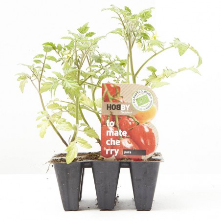 TOMATE CHERRY PERA X6
