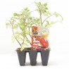 TOMATE CHERRY PERA X6