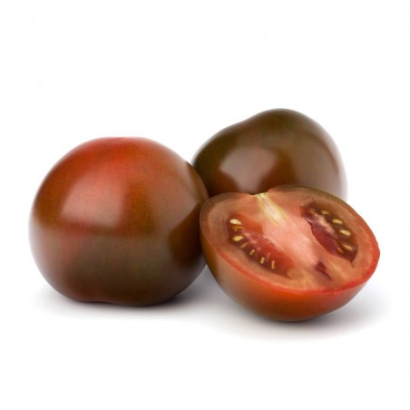 TOMATE NEGRO MACETA 11CM