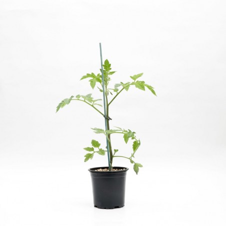TOMATE NEGRO MACETA 11CM