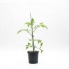 TOMATE NEGRO MACETA 11CM
