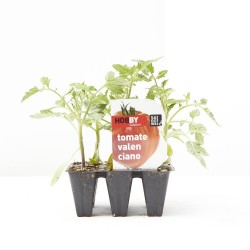 TOMATE VALECIANO X6