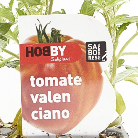 TOMATE VALECIANO X6