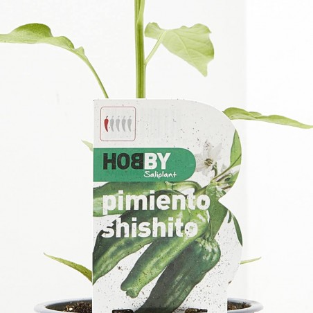 PIMIENTO SISHITO MACETA 11CM