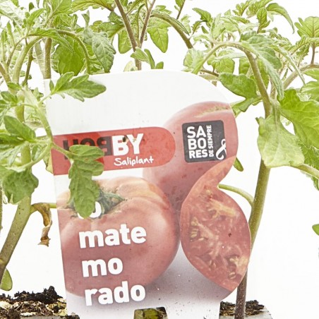 TOMATE MORADO BANDEJA 6UDS