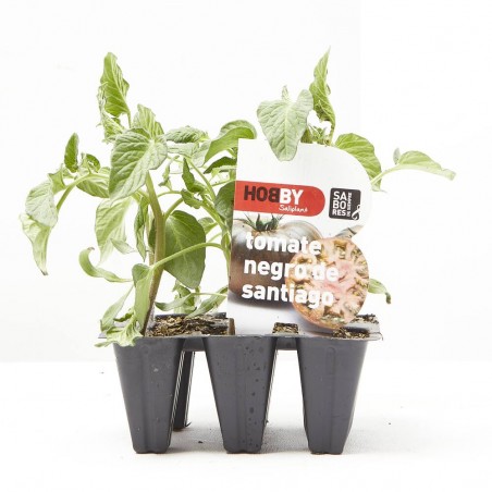 TOMATE NEGRO DE SANTIAGO 6UDS