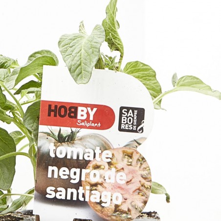 TOMATE NEGRO DE SANTIAGO 6UDS