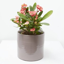 EUPHORBIA MILLI